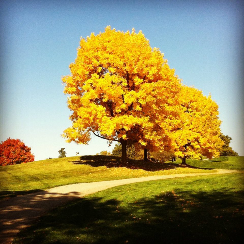 Course greens